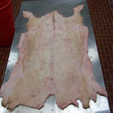 pig skin